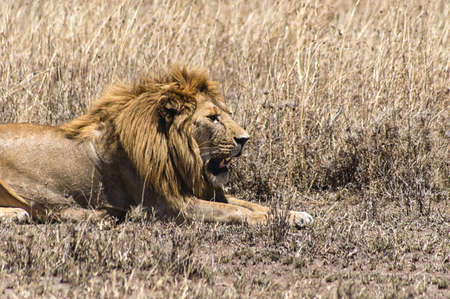 A  lion in Serengeti national park Tanzania East Africa.の写真素材