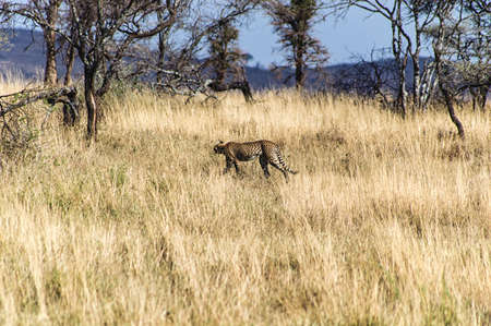 A Cheetah on the Serengetiの写真素材