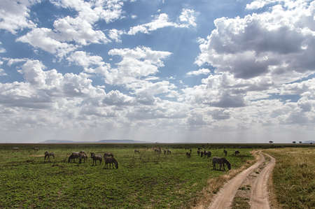 African Savannah with zebras, Serengeti National Park, Tanzaniaの写真素材