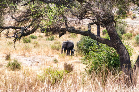 A young elephant right next to an adult one.の写真素材