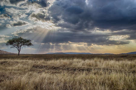 Africa, Tanzania Serengeti National Park sunsetの写真素材