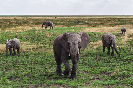 Elephants at Serengeti National Park, Tanzaniaの写真素材