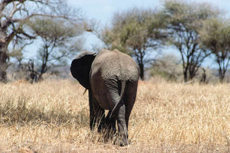 Taken At Serengeti National Park, Tanzaniaの写真素材