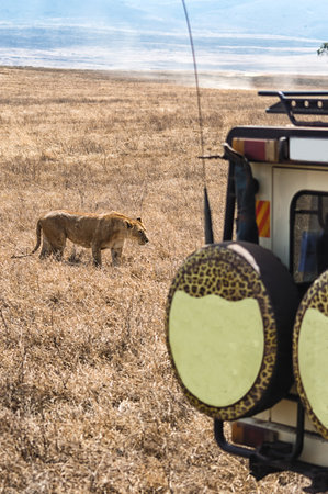 Ngorongoro Conservation Area , Tanzania - September 14, 2015: Jeep safari in Africa, travelers, tourists photographed wild lions family. Carnivorous wild animals in wildlife move away from jeeps with day trippersのeditorial素材