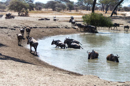 White Bearded Wildebeest on the great migration drinking water from a stream in the Ndutu area of the Ngorongoro Conservation area in Tanzania.の写真素材