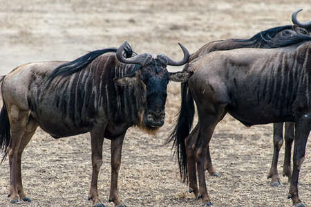 Wildebeest at Ngorogoro National Park, Tanzaniaの写真素材