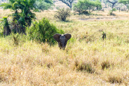 African Elephant at Serengeti National Park, Tanzaniaの写真素材