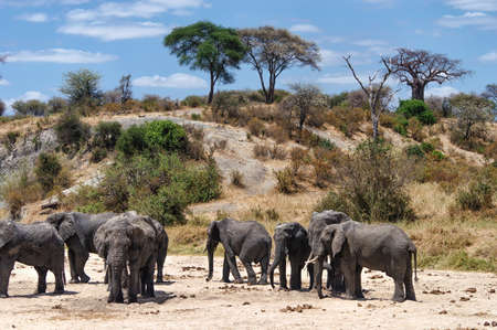 Herd of Elephants looking for waterの写真素材