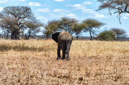 Taken At Serengeti National Park, Tanzaniaの写真素材