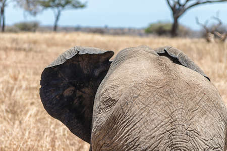 Looking over the shoulder of an Elephant.の写真素材