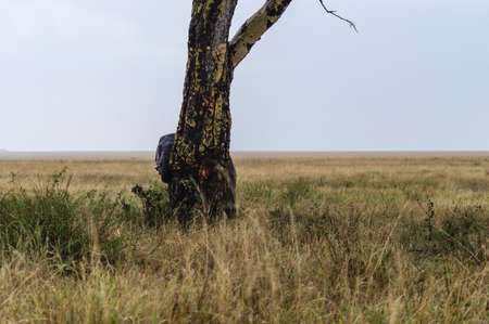 Young Elephant playing keekaboo behind a treeの写真素材