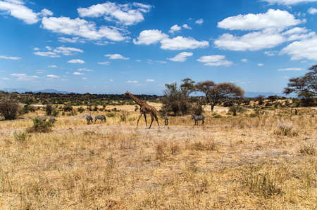 Giraffe at Serengeti National Park, Tanzaniaの写真素材