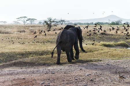 Taken At Serengeti National Park, Tanzaniaの写真素材