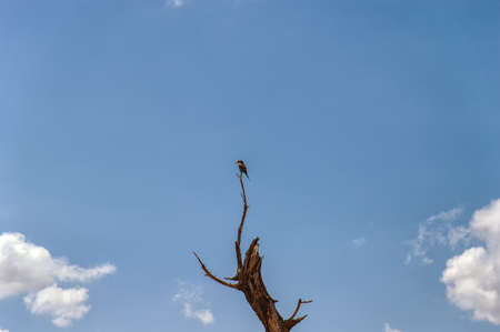A lilac-breasted roller,in the Serengeti national park, Tanzaniaの写真素材