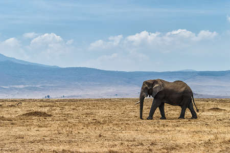 African Elephant at Serengeti National Park, Tanzaniaの写真素材