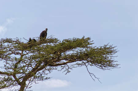 vultures sitting in a tree Serengeti Tanzania, Africa.の写真素材