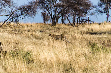 A Cheetah on the Serengetiの写真素材