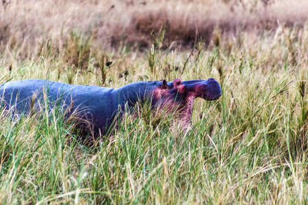 Roaring hippo in the high grass at Serengeti, Tanzaniaの写真素材