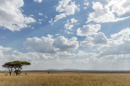 Lone Acacia Tree, Serengeti National Park, Tanzaniaの写真素材