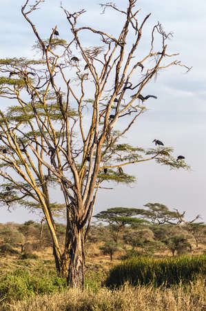 Many Marabou storks in a tree.の写真素材