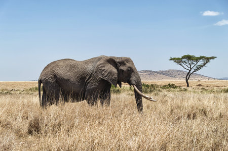 An African Elephant with typical acacia tree in the background, Serengeti National Park , Tanzaniaの写真素材