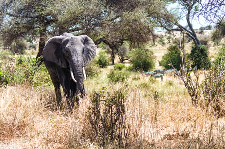 African Elephant walking at Serengeti National Park, Tanzaniaの写真素材