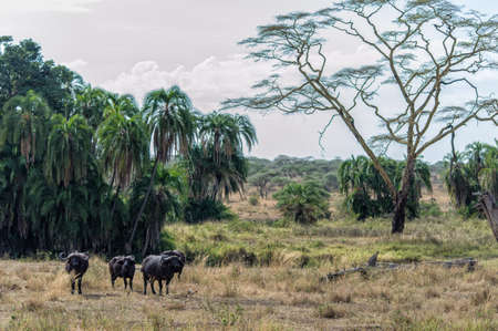 African buffalo in the plains of Serengeti, Africaの写真素材