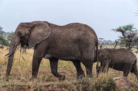 African elephant with calf in the savannah.の写真素材