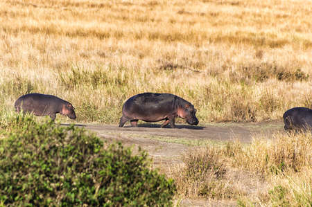 Hippo's walking at the Ngorongoro crater.の写真素材