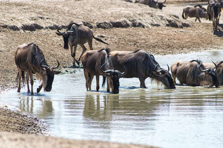 White Bearded Wildebeest on the great migration drinking water from a stream in the Ndutu area of the Ngorongoro Conservation area in Tanzania.の写真素材