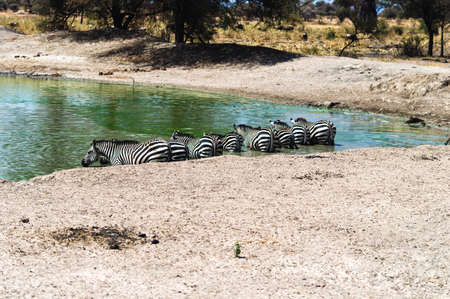 Herd of zebras (African Equids) drinking water from a waterholeの写真素材