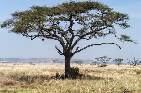 A Sausage tree (Kigelia africana) with a  lion in Serengeti NP, Tanzania.の写真素材