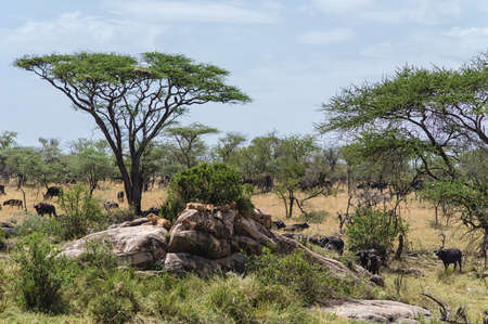 One of the many rock formations in the plains of Serengeti National park, with lionesses and buffalosの写真素材