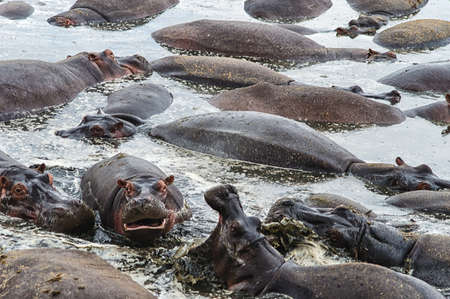 Pool with hippos,Serengeti national park,Tanzaniaの写真素材