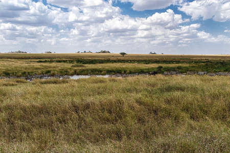 African Savannah with zebras, Serengeti National Park, Tanzaniaの写真素材