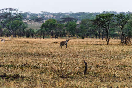 spotted Hyena in its natural surroundingsの写真素材