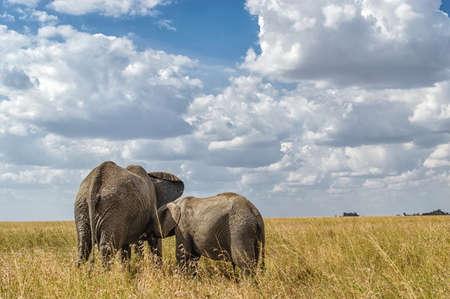 African elephant with calf in the savannah.の写真素材