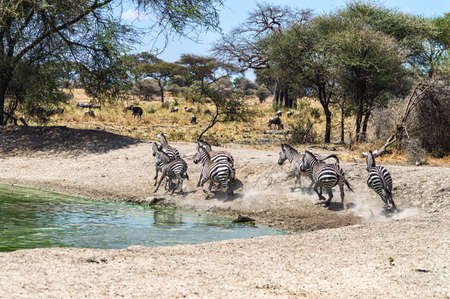 A herd of common zebras, Equus Quagga, near a water hole in Serengeti National Park, Tanzaniaの写真素材