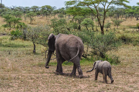 Mother Elephant and Calf walking the savannah of Serengeti national park, Tanzaniaの写真素材