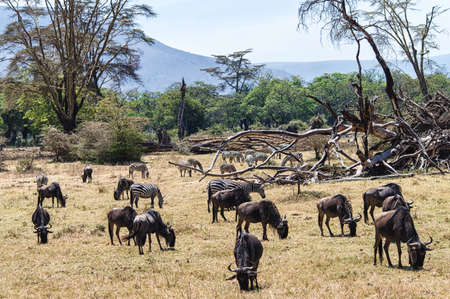 Fauna and flora in the Ngorongoro Craterの写真素材
