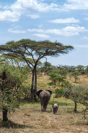Mother Elephant and Calf walking the savannah of Serengeti national park, Tanzaniaの写真素材