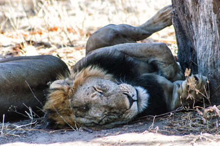 Lion Sleeping in the shade of a tree, at Serengeti, Tanzaniaの写真素材