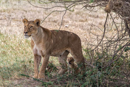 A lioness and two cubs. Image taken in Ngorongoro Crater, Tanzania.の写真素材