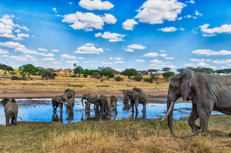 Elephant Herd at a waterhole in the Serengeti nature reserve, Tanzaniaの写真素材