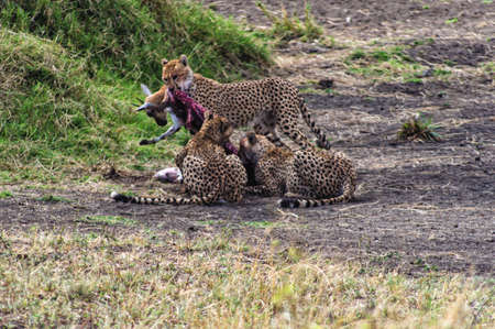 Cheetah feeding on a dead impalaの写真素材