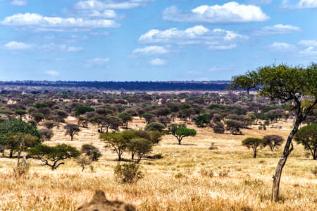 The vast plains of the Serengeti, Tanzania, Africaの写真素材