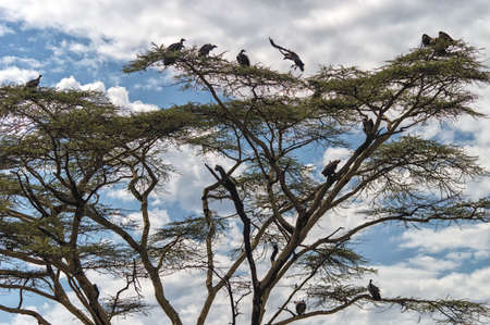 Flock of vultures sitting in a tree Serengeti Tanzania, Africa.の写真素材