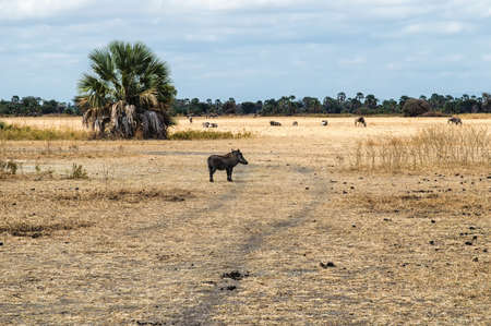 Warthog (Phacochoerus africanus), Tanzania, Africaの写真素材