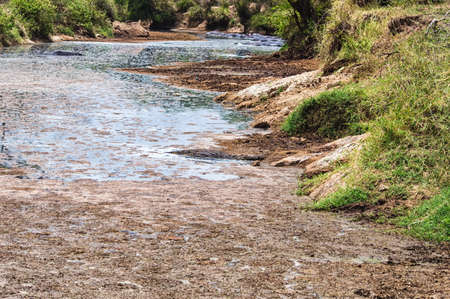 Well camouflaged crocodile waiting for prey in the Serengetiの写真素材