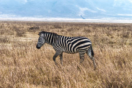 Zebra walking in Grass on Safari on a bright sunny day in Ngorogoro Nature Reserveの写真素材